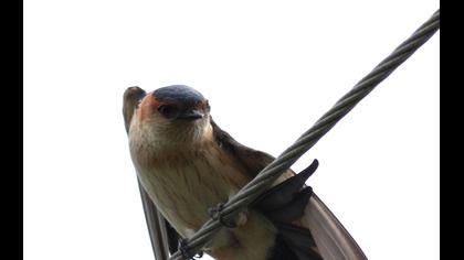 Kızıl kırlangıç