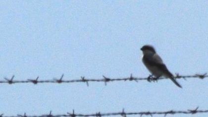 Karaalınlı örümcekkuşu