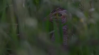 Bıldırcınkılavuzu