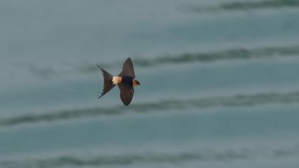 Kızıl kırlangıç