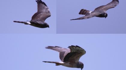 Montagu`s Harrier