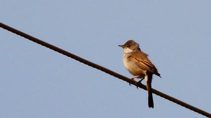 Akgerdanlı ötleğen