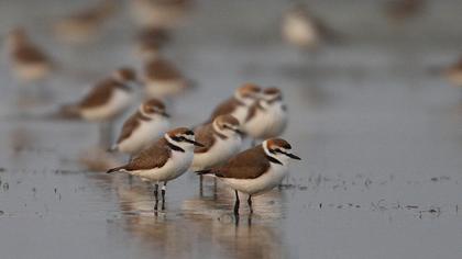 Kentish Plover