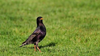 Common Starling