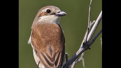 Kızılsırtlı örümcekkuşu