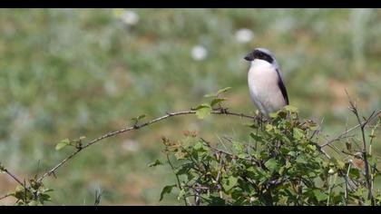 Karaalınlı örümcekkuşu
