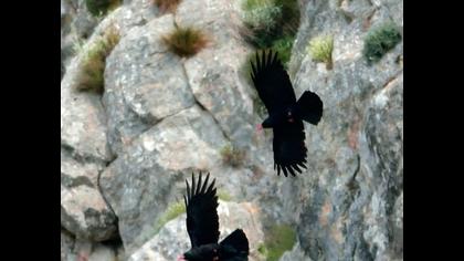 Kırmızıgagalı dağ kargası