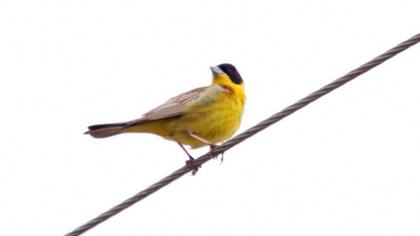 Karabaşlı kirazkuşu