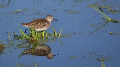 Orman düdükçünü