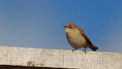 Mountain Chiffchaff