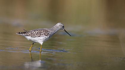 Bataklık düdükçünü