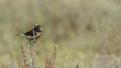 Kıbrıs kuyrukkakanı