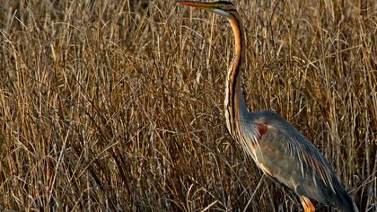 Erguvani balıkçıl
