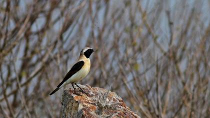 Karakulaklı kuyrukkakan