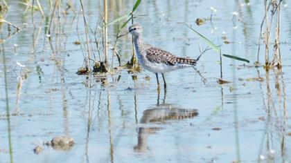 Orman düdükçünü