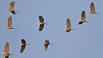 Erguvani balıkçıl