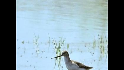 Terek düdükçünü