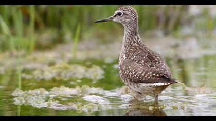 Orman düdükçünü