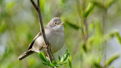 Akgerdanlı ötleğen