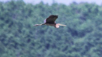 Purple Heron