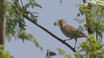 Akgerdanlı ötleğen