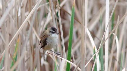 Bıyıklı kamışçın