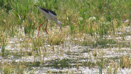 Black-winged Stilt