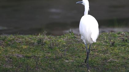 Küçük ak balıkçıl
