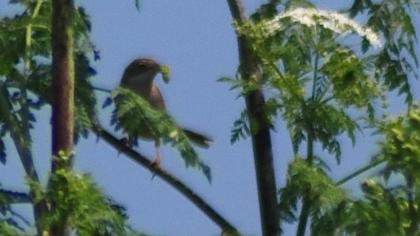 Akgerdanlı ötleğen