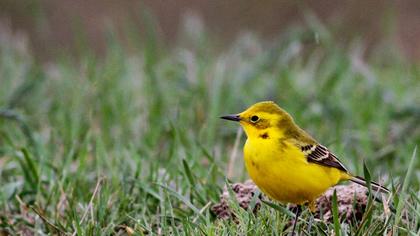 Sarı kuyruksallayan