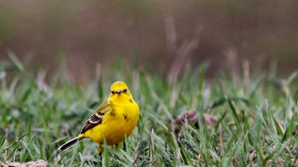 Sarı kuyruksallayan