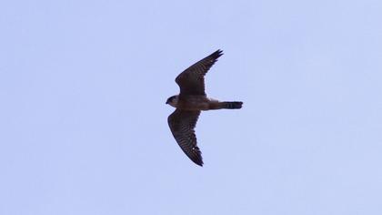 Red-footed Falcon