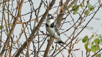 Alaca yalıçapkını