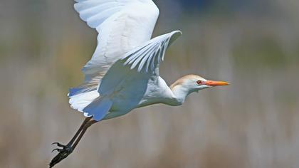 Sığır balıkçılı