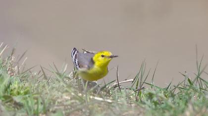 Sarıbaşlı kuyruksallayan