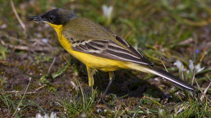 Sarı kuyruksallayan