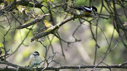 Maskeli örümcekkuşu