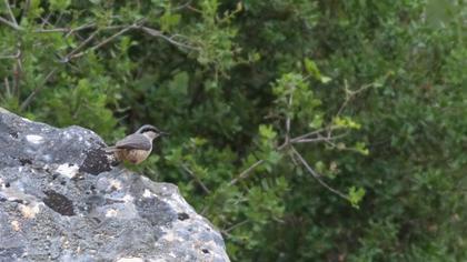 Büyük kaya sıvacısı