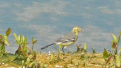 Sarıbaşlı kuyruksallayan