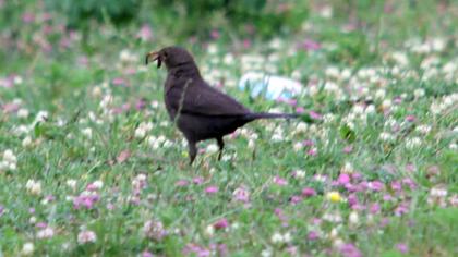 Common Blackbird
