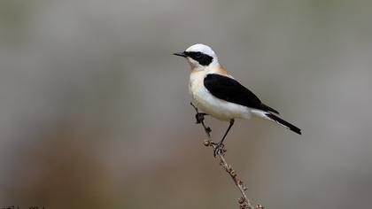 Karakulaklı kuyrukkakan