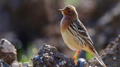 Kızılgerdanlı incirkuşu
