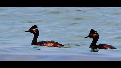 Karaboyunlu batağan