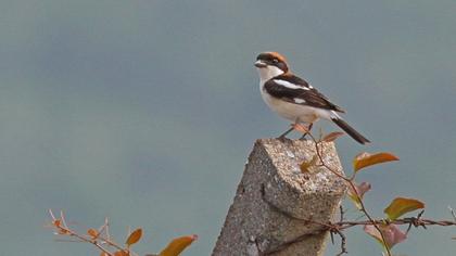 Kızılbaşlı örümcekkuşu