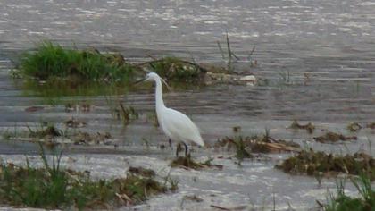 Küçük ak balıkçıl