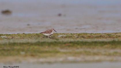 Karakarınlı kumkuşu