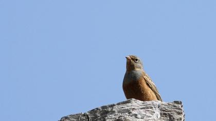 Cretzschmar`s Bunting