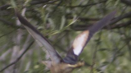Little Bittern