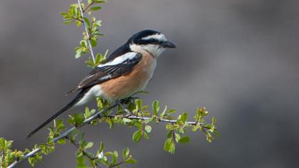 Maskeli örümcekkuşu