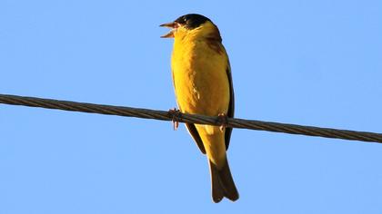 Karabaşlı kirazkuşu